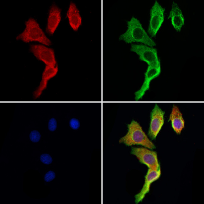 TRIM44 Antibody in Immunocytochemistry (ICC/IF)