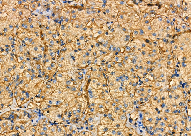 TSC22D1 Antibody in Immunohistochemistry (Paraffin) (IHC (P))