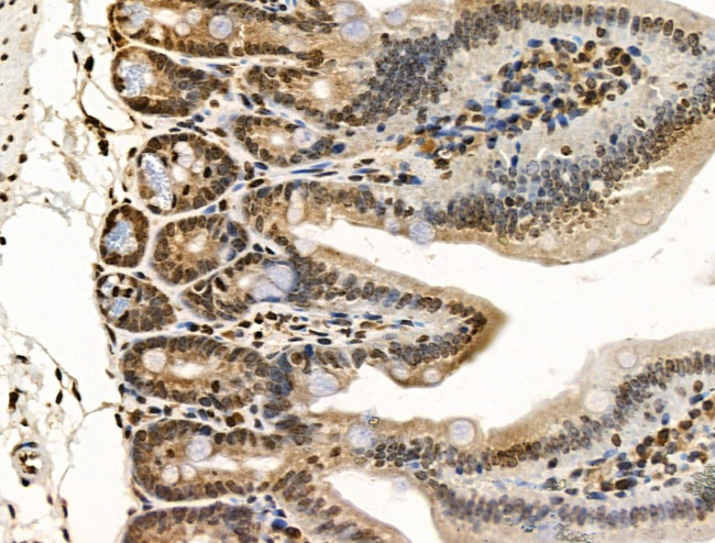 UXT Antibody in Immunohistochemistry (Paraffin) (IHC (P))