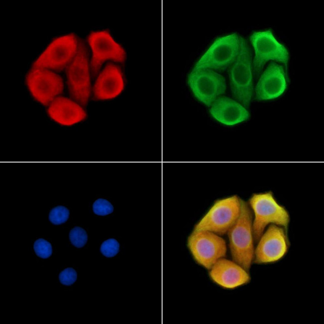 XCR1 Antibody in Immunocytochemistry (ICC/IF)
