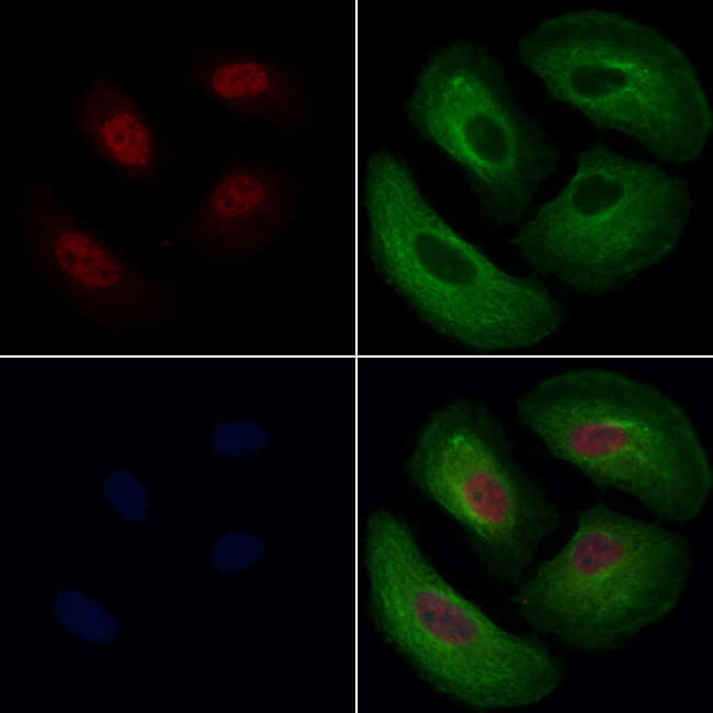 ZNF143 Antibody in Immunocytochemistry (ICC/IF)