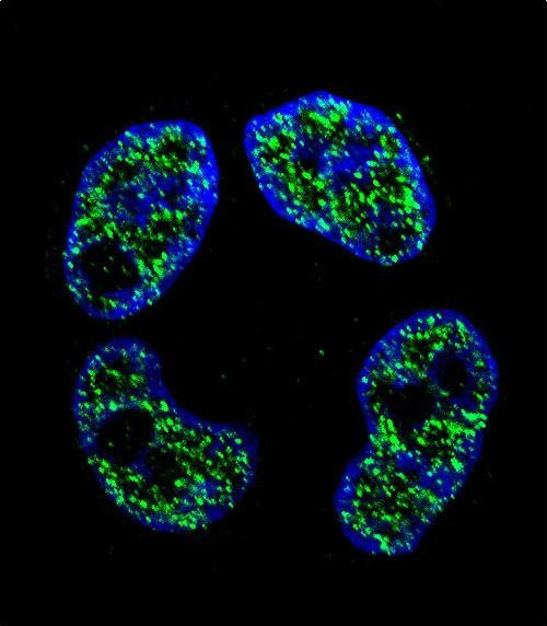 FRAT2 Antibody in Immunocytochemistry (ICC/IF)