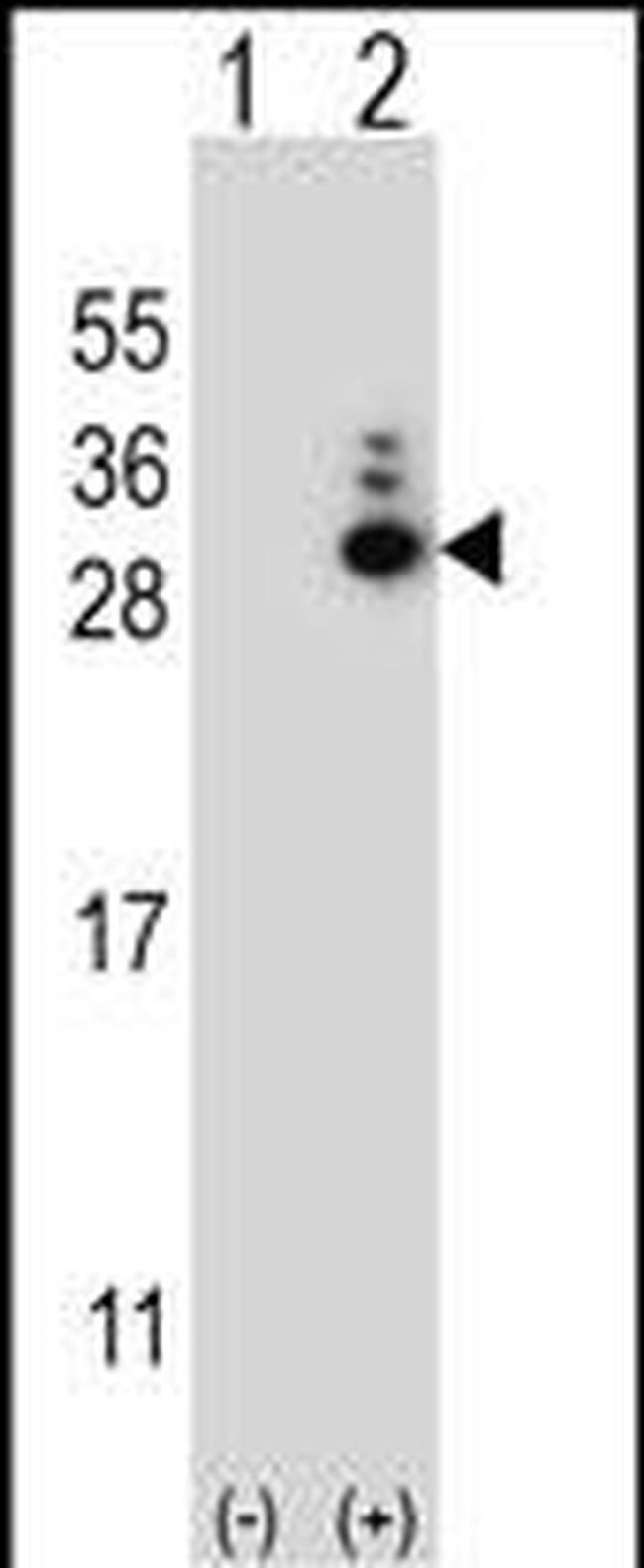 MOB1A Antibody in Western Blot (WB)