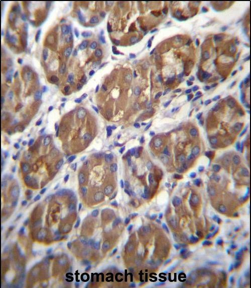 PGA4 Antibody in Immunohistochemistry (Paraffin) (IHC (P))