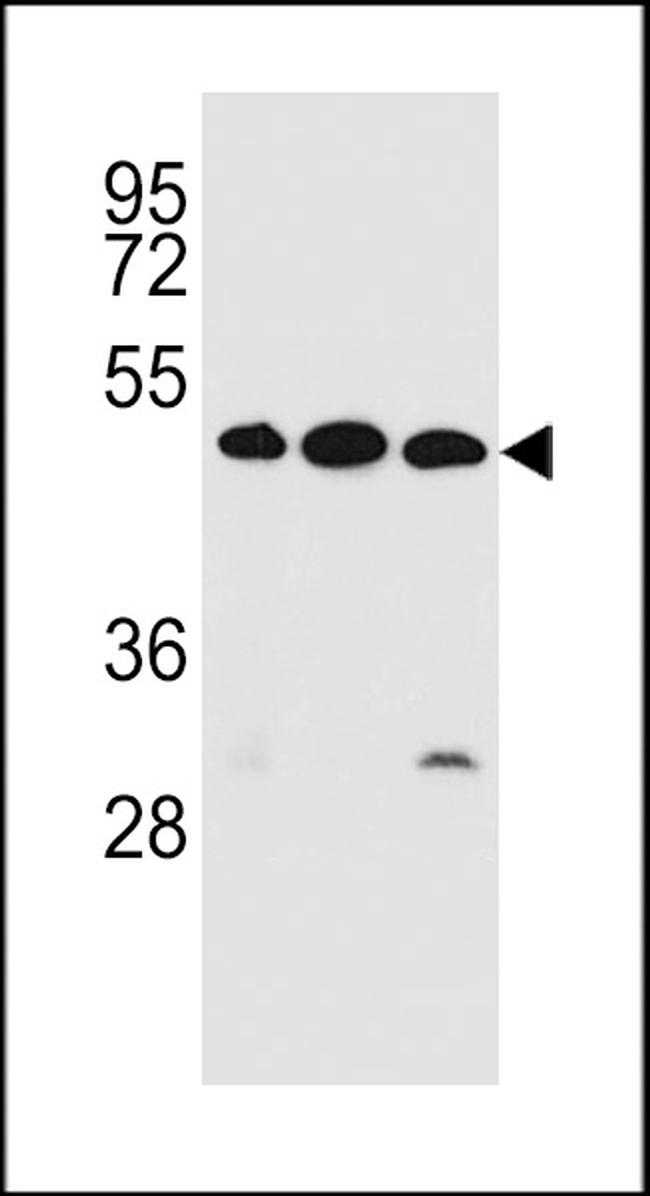 KREMEN2 Antibody in Western Blot (WB)