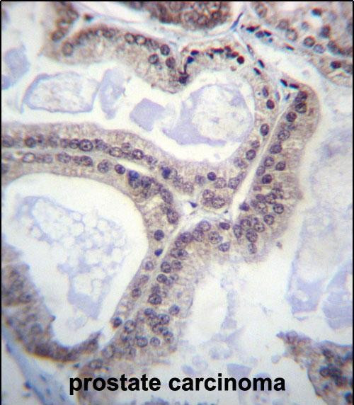 eIF1AY Antibody in Immunohistochemistry (Paraffin) (IHC (P))
