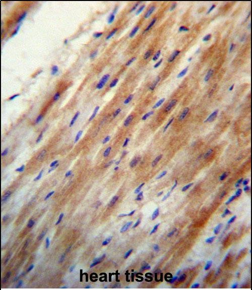Apolipoprotein O Antibody in Immunohistochemistry (Paraffin) (IHC (P))
