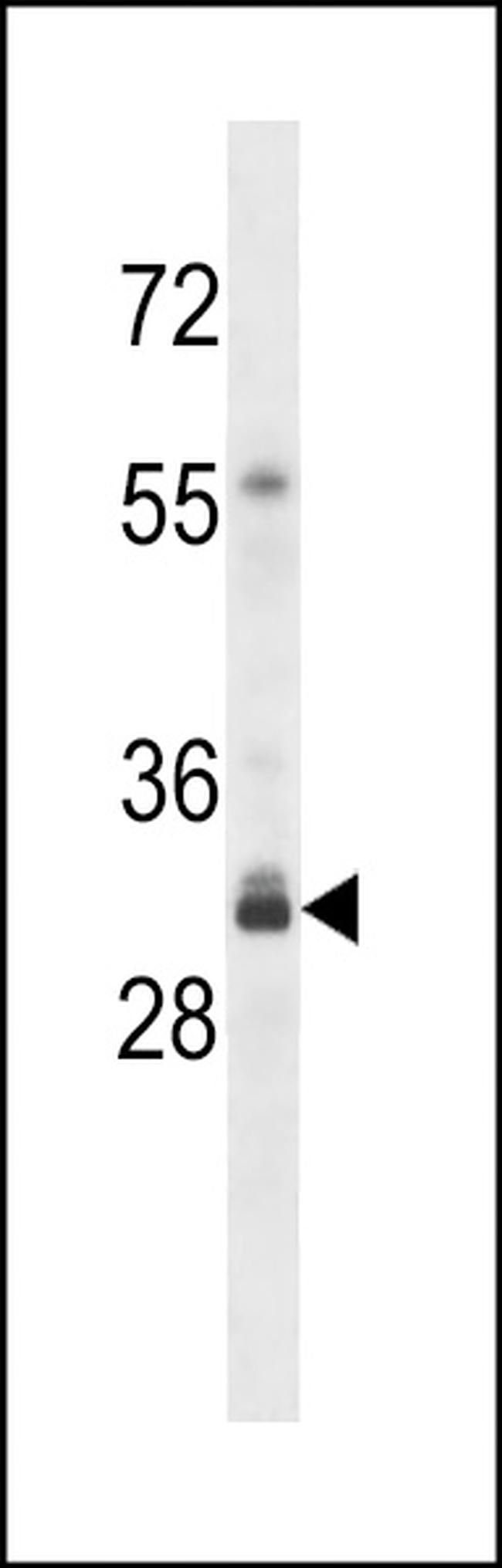 OR4F3 Antibody in Western Blot (WB)