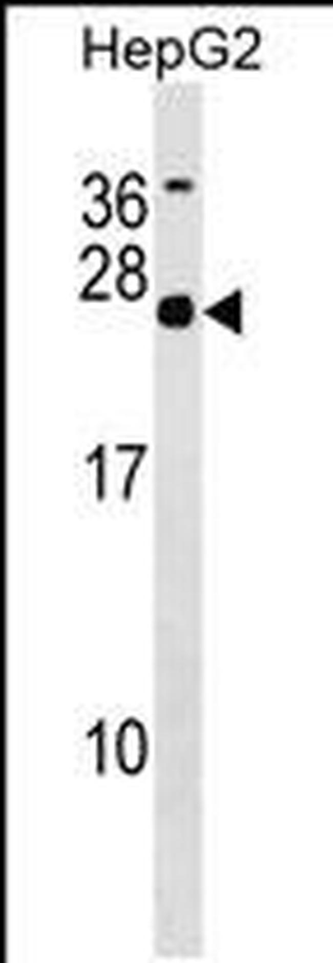 MRG Antibody in Western Blot (WB)