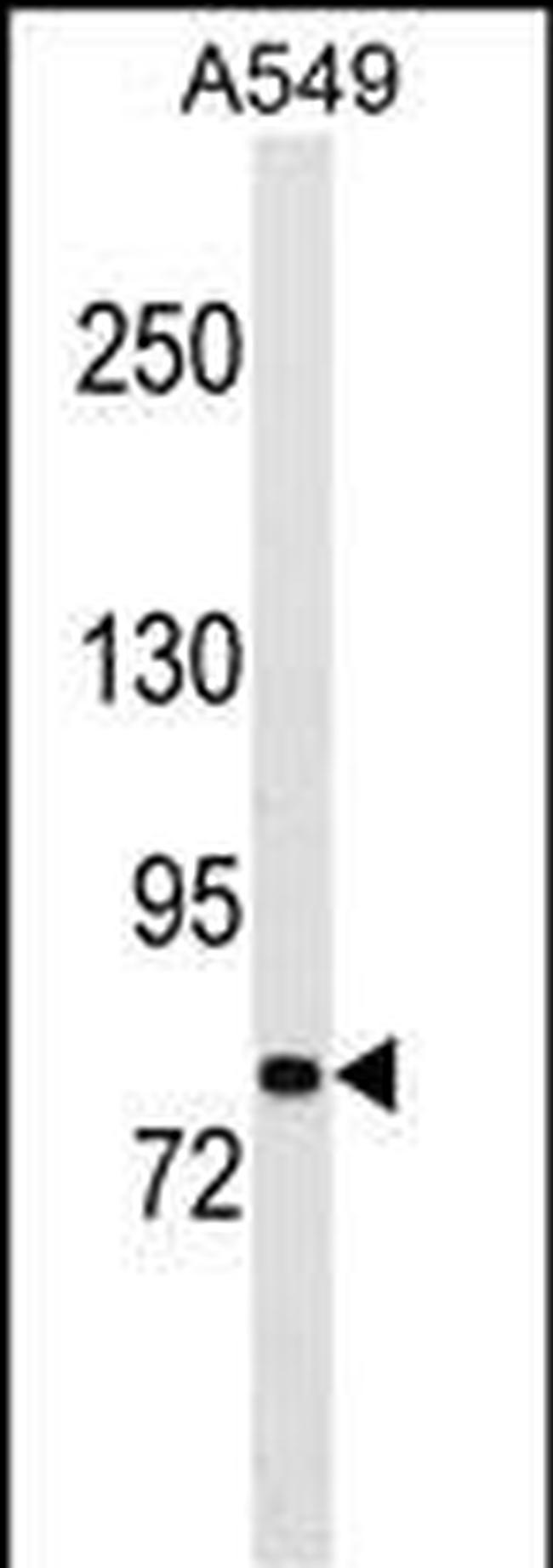 PCDHA1 Antibody in Western Blot (WB)
