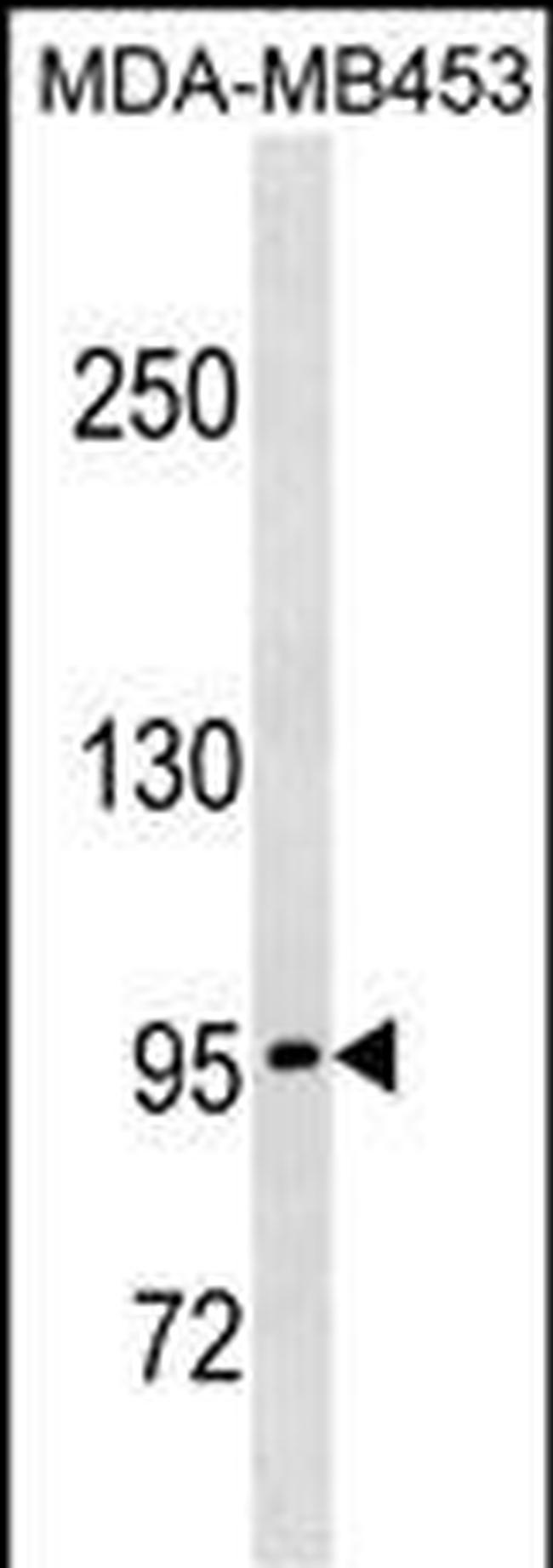 PCDHGA5 Antibody in Western Blot (WB)