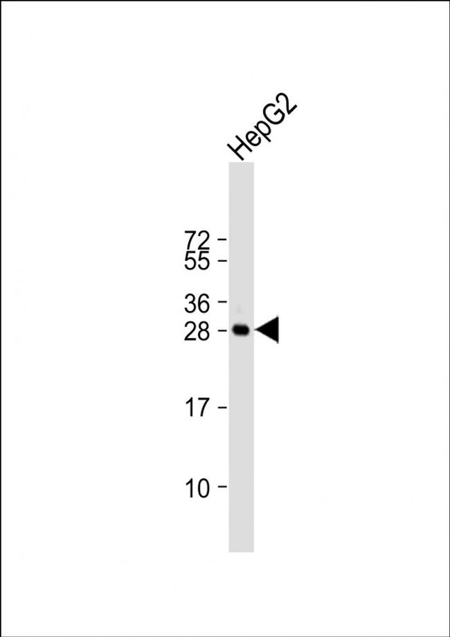 HILS1 Antibody in Western Blot (WB)