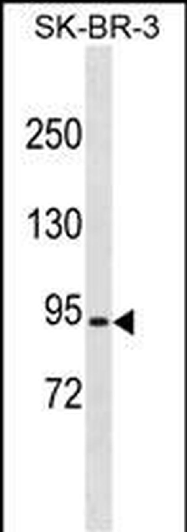 COP1 Antibody in Western Blot (WB)
