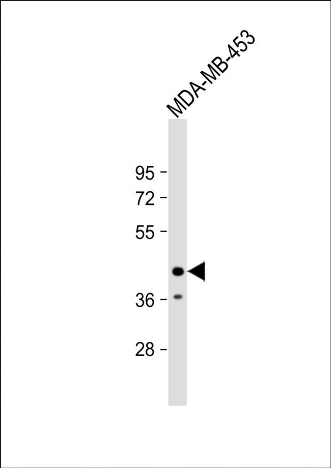 LMAN2L Antibody in Western Blot (WB)