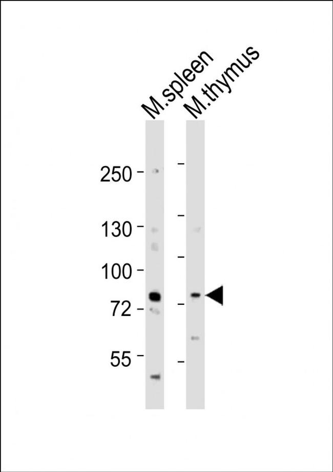 MELK Antibody in Western Blot (WB)