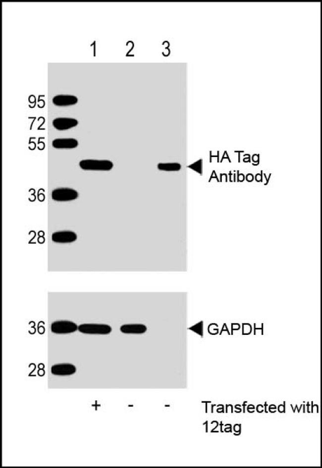 HA.2x Tag Antibody in Western Blot (WB)