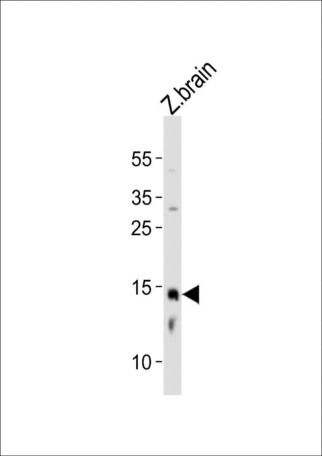 EDF1 Antibody in Western Blot (WB)