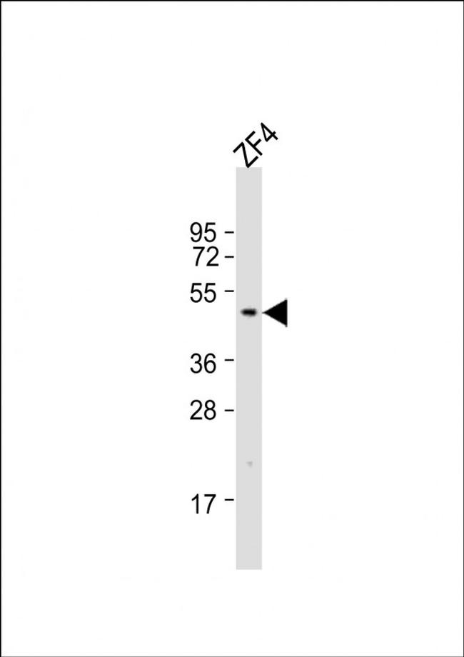 DMRT3A Antibody in Western Blot (WB)