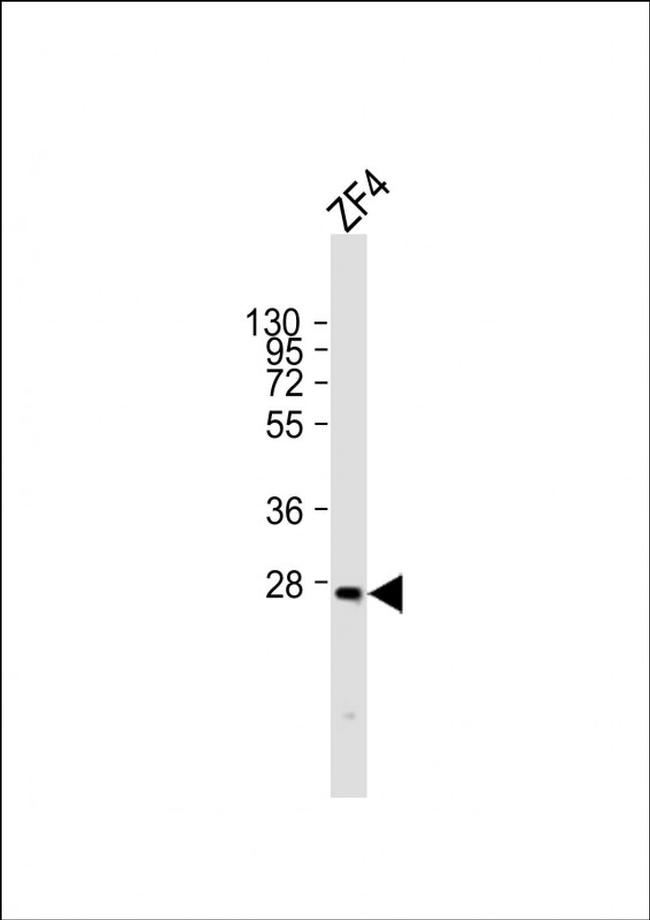 Msx3 Antibody in Western Blot (WB)