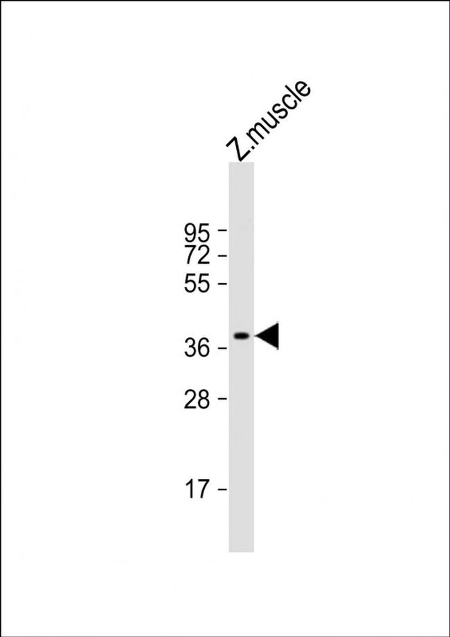 RX2 Antibody in Western Blot (WB)