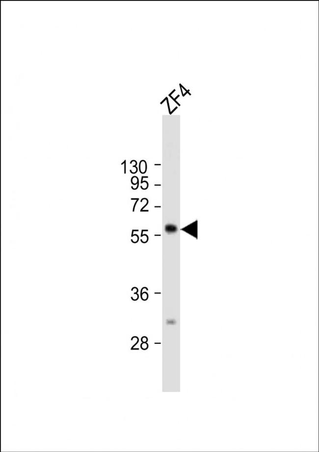 RIC8B Antibody in Western Blot (WB)