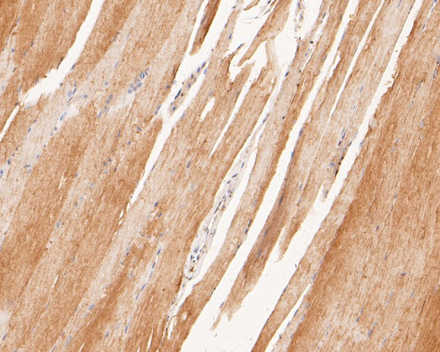 P2X6 Antibody in Immunohistochemistry (Paraffin) (IHC (P))