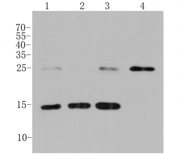 MGST1 Antibody in Western Blot (WB)