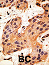Connexin 50 Antibody in Immunohistochemistry (Paraffin) (IHC (P))