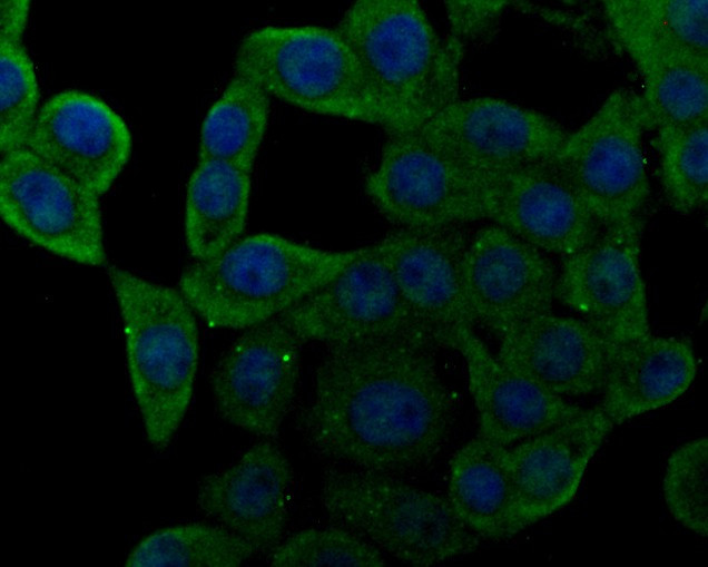 Nhe-1 Antibody in Immunocytochemistry (ICC/IF)