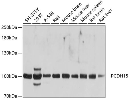 PCDH15 Antibody in Western Blot (WB)