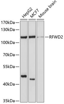RFWD2 Antibody in Western Blot (WB)