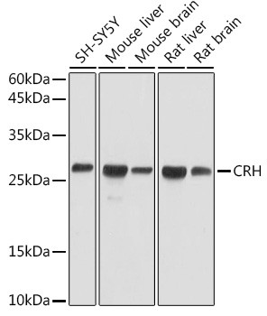CRF Antibody in Western Blot (WB)