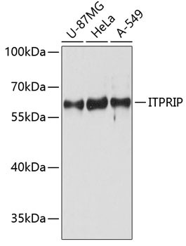 ITPRIP Antibody in Western Blot (WB)