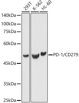 PD-1 (CD279) Antibody in Western Blot (WB)