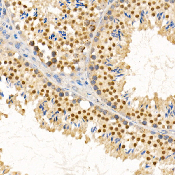 PIWIL4 Antibody in Immunohistochemistry (Paraffin) (IHC (P))