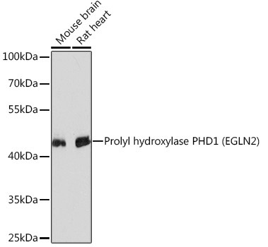 PHD1 Antibody in Western Blot (WB)