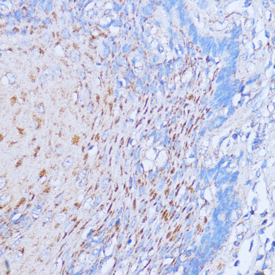 NME6 Antibody in Immunohistochemistry (Paraffin) (IHC (P))