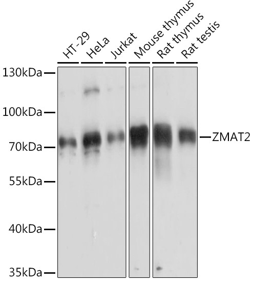 ZMAT2 Antibody in Western Blot (WB)