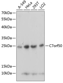 C7orf50 Antibody in Western Blot (WB)