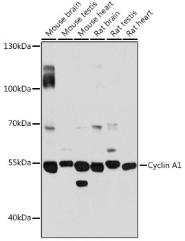 Cyclin A1 Antibody in Western Blot (WB)