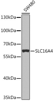 SLC16A4 Antibody in Western Blot (WB)