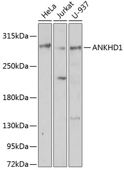 ANKHD1 Antibody in Western Blot (WB)