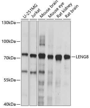 LENG8 Antibody in Western Blot (WB)