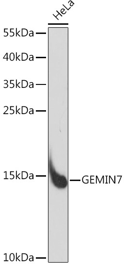 Gemin 7 Antibody in Western Blot (WB)