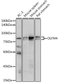 OLFM4 Antibody in Western Blot (WB)