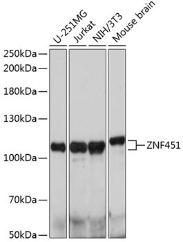 ZNF451 Antibody in Western Blot (WB)