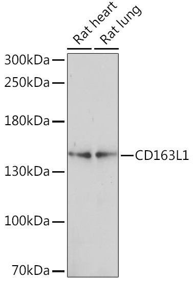 CD163L1 Antibody in Western Blot (WB)