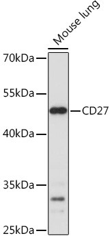 CD27 Antibody in Western Blot (WB)