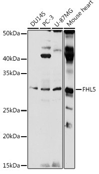FHL5 Antibody in Western Blot (WB)