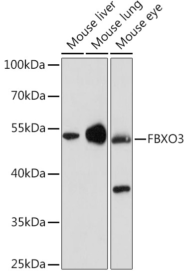 FBXO3 Antibody in Western Blot (WB)